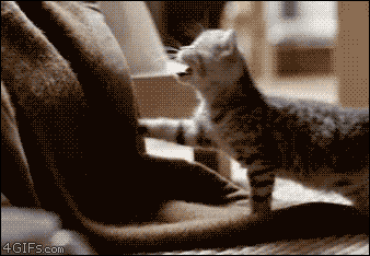 Oh My Cuteness