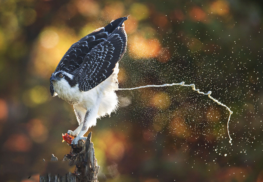 Such a beautiful high quality photograph capturing nature in action.