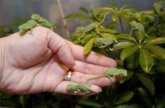 Tiny Newborn Baby Chameleons