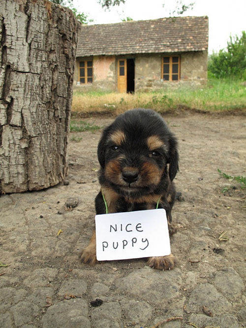 Will puppy for food