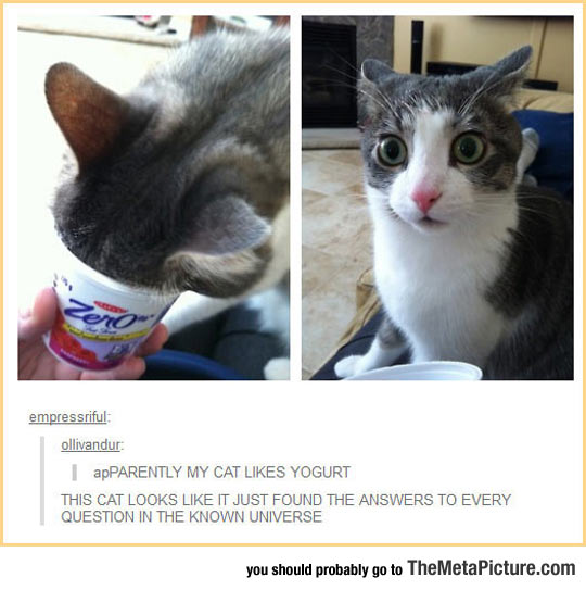 kitten yogurt