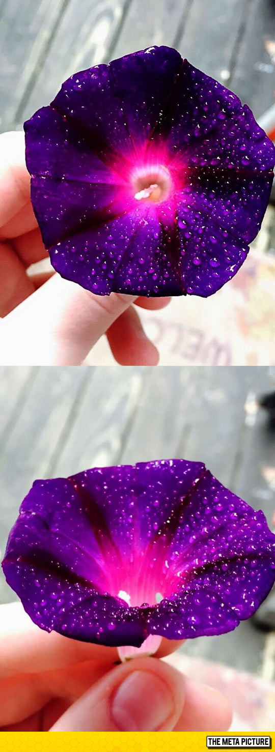 cool-flower-purple-rain-drops