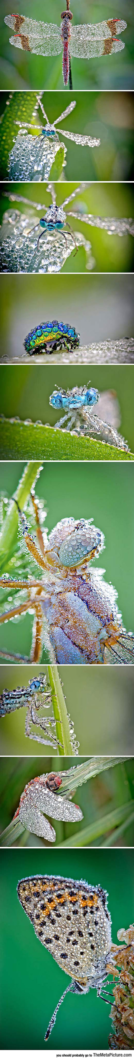 cool-insects-rain-drops-water-nature