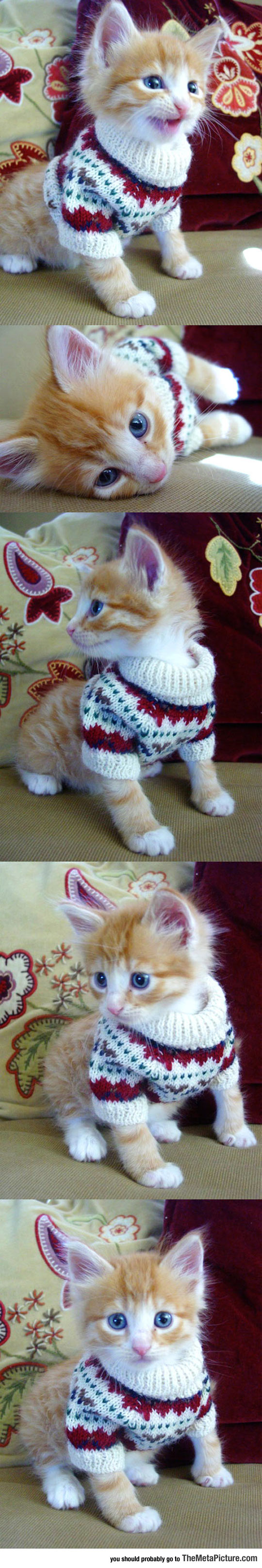 Kitty In A Sweater