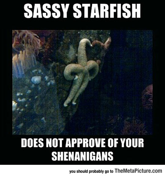Starfish With An Attitude