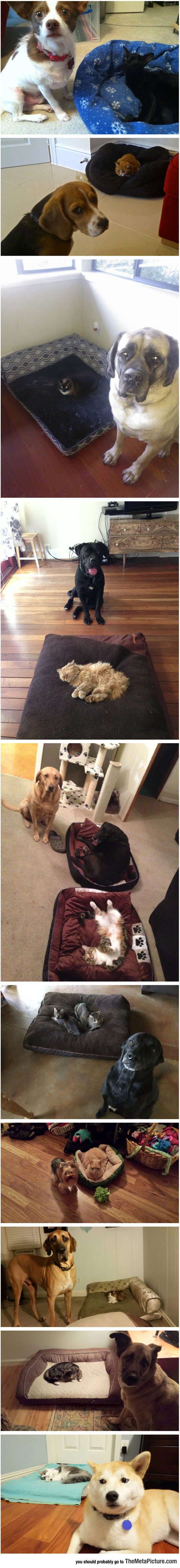 funny-cats-stealing-beds-dogs