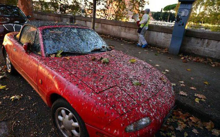 Bird Attack