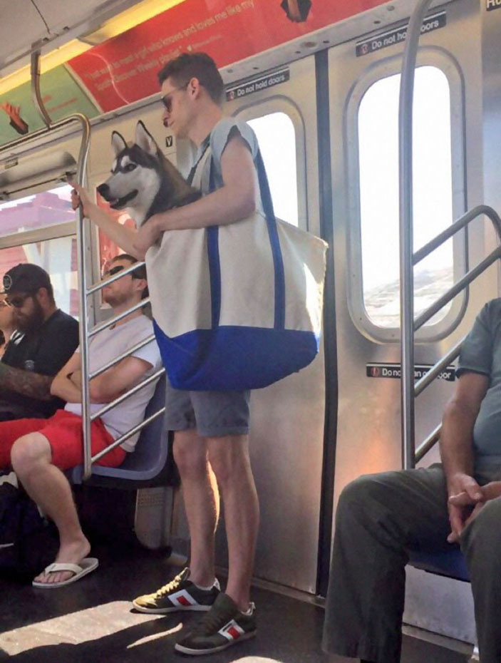 Dogs Are Not Allowed On NYC Subway Unless They’re In A Carrier…So This Happened
