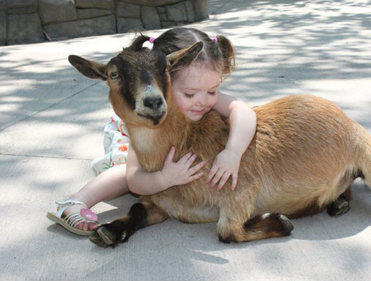 I love you, goat