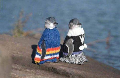 Penguins wearing sweaters