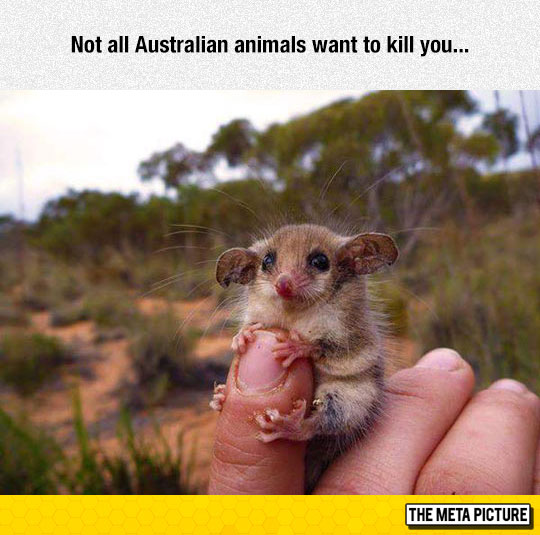 cute-Australian-rat-animal