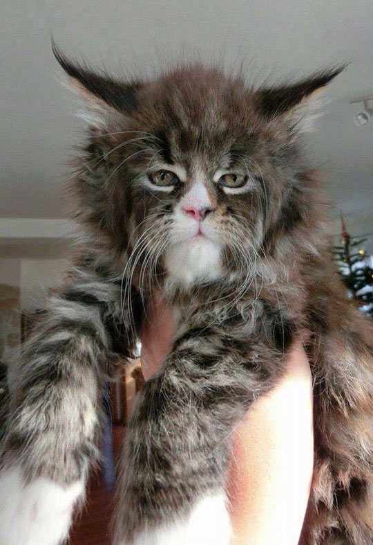 cute-cat-ears-hair-fluffy