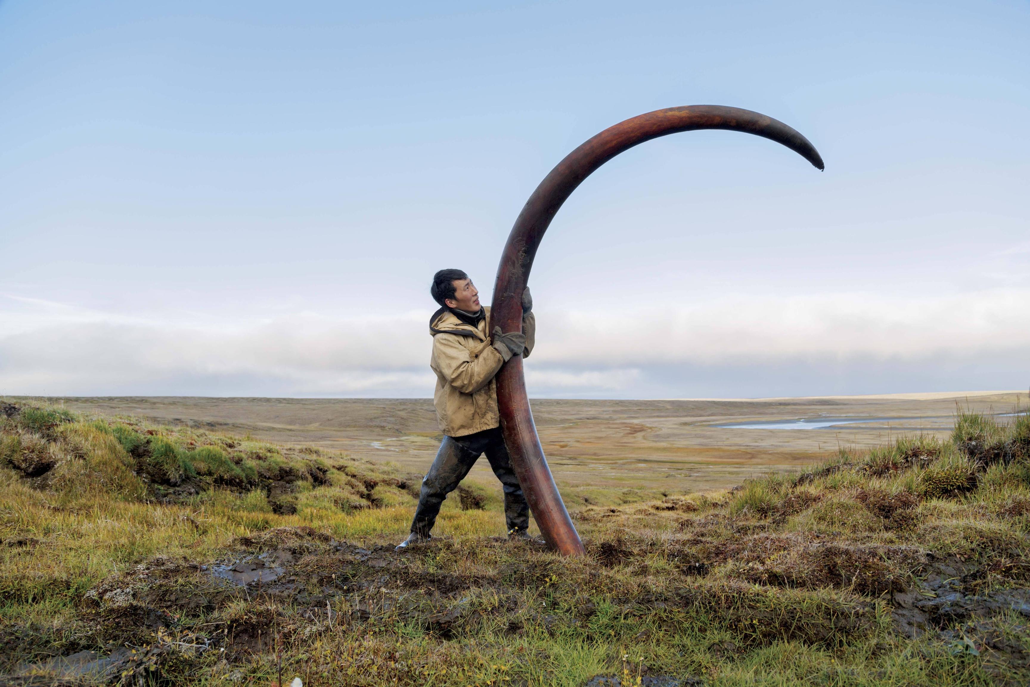 A Woolly mammoth's tusk is unearthed from a riverbed in Siberia