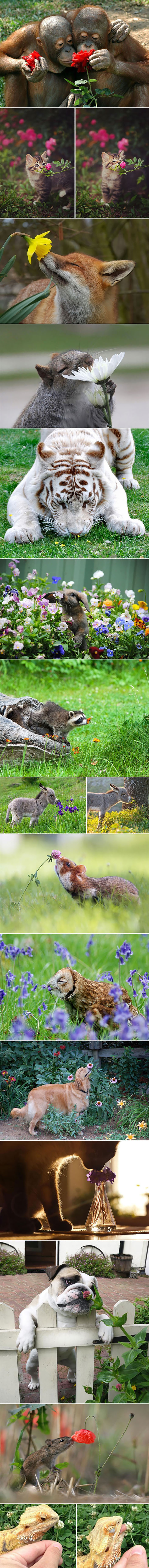 Animals Smelling Flowers