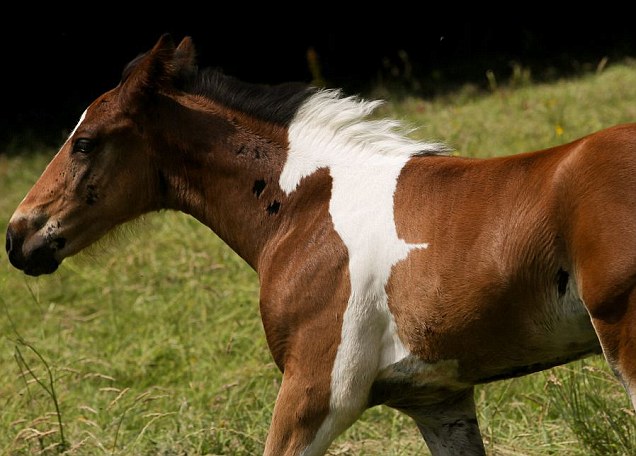 Baby horse born with a patch that looks like another horse