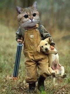 Because It's International Cat Day