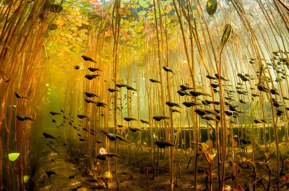 Tadpole forest