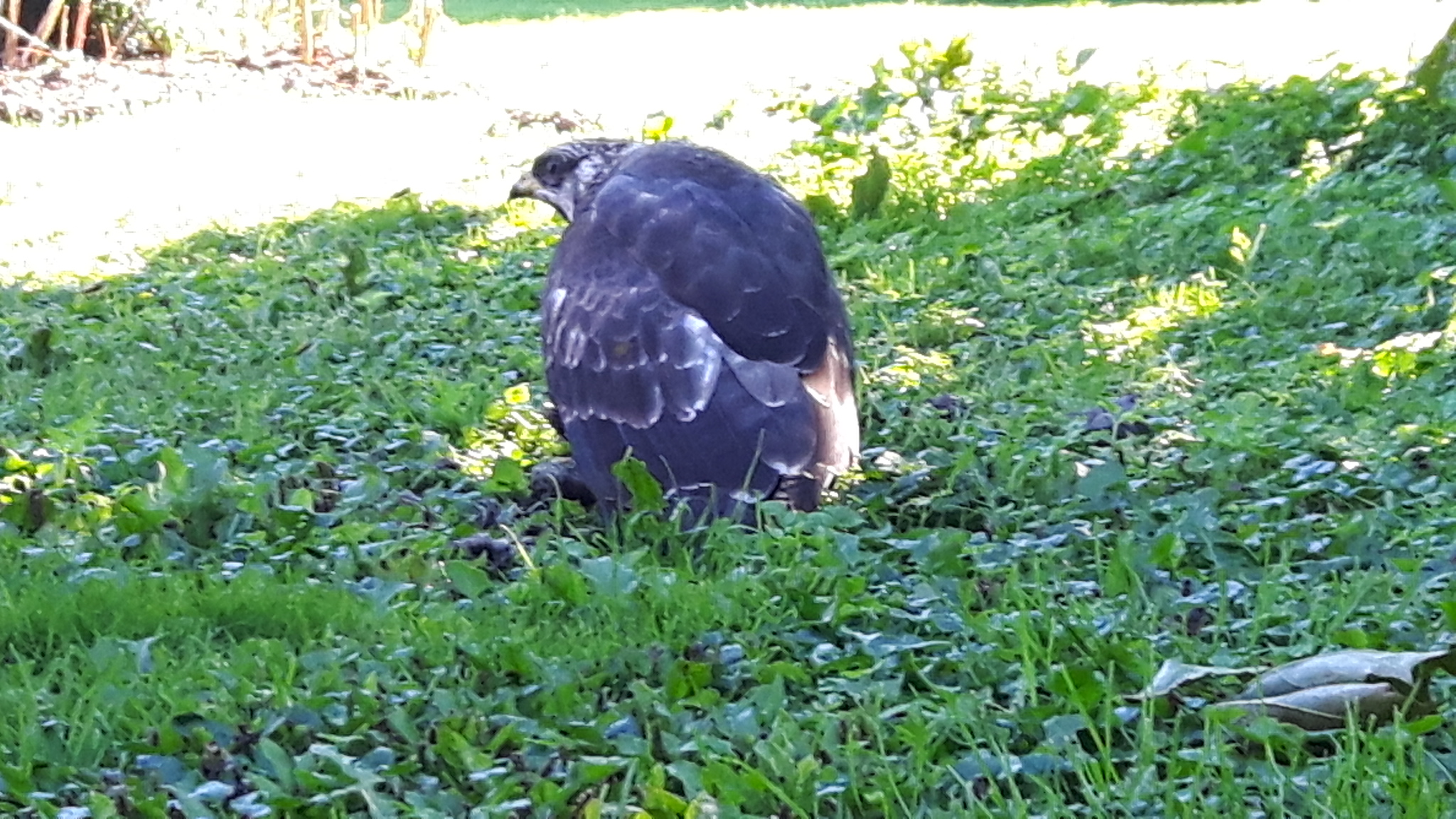 This hawk demolished an underground hornet nest in my yard.
