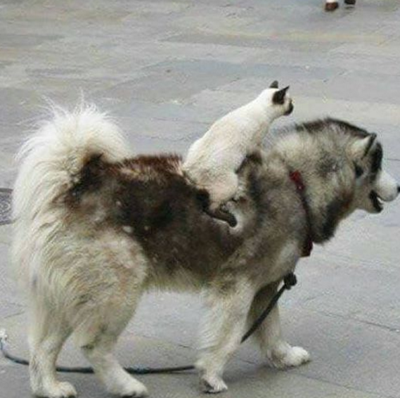 To battle my noble steed