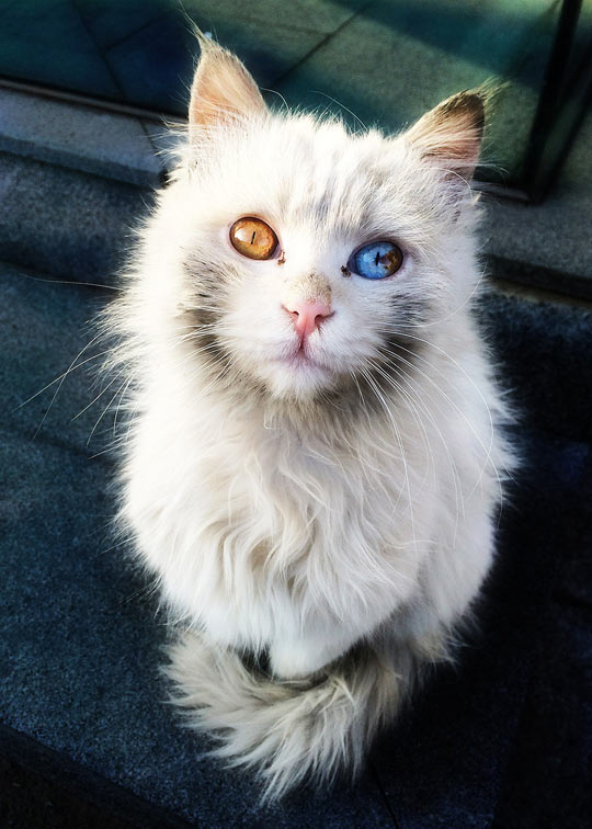 cool-cat-eyes-golden-blue-sky