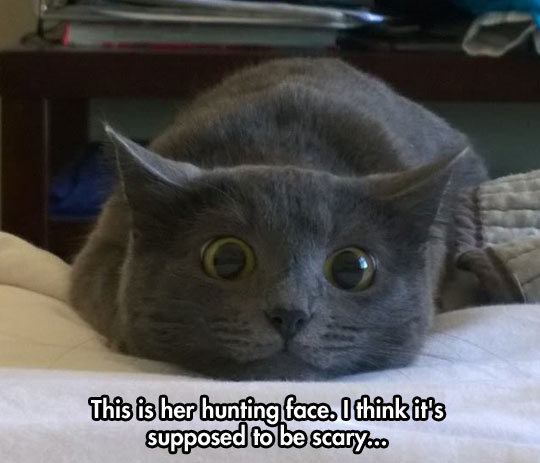 cool-cat-hunting-face-bed
