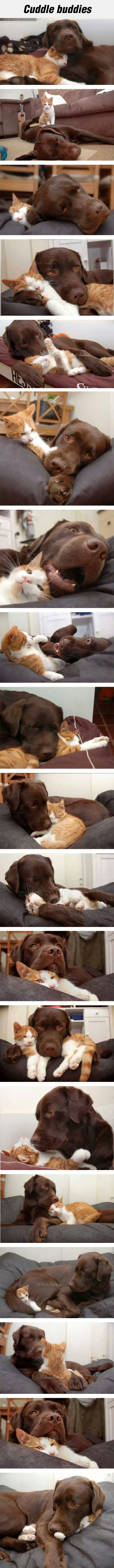 cool-dog-cat-love-hug-sleeping