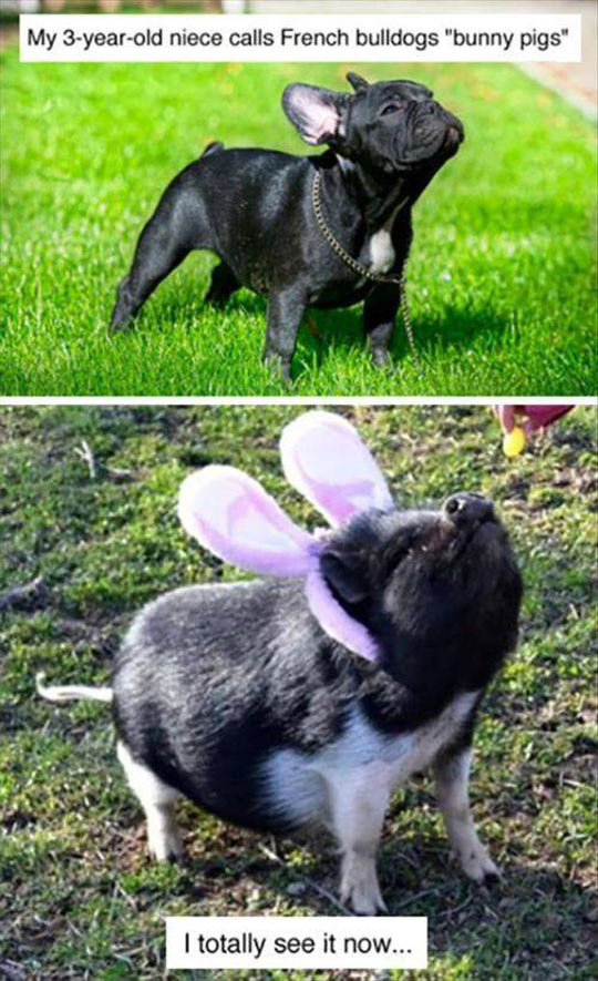 funny-french-bulldog-pig
