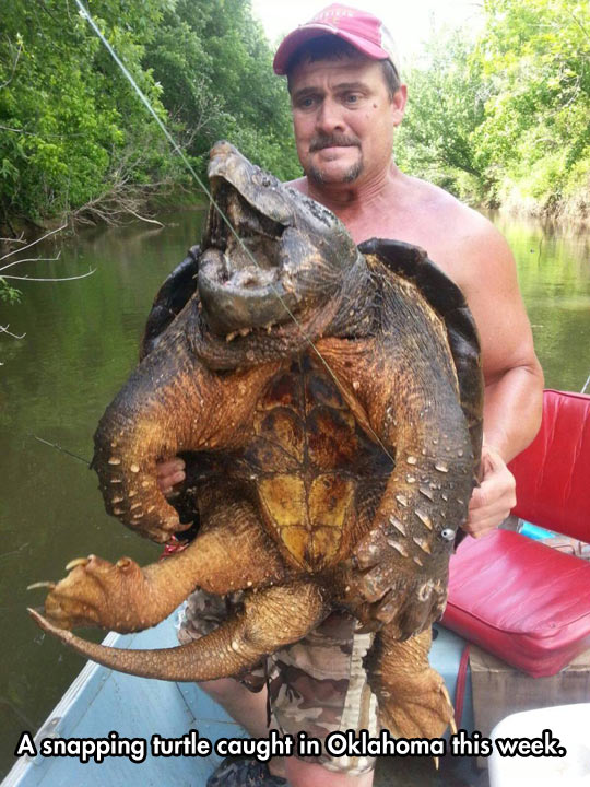 snapping-turtle-boat-fishing