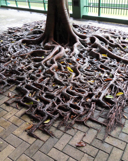 Tree Roots Spilling Over The Sidewalk