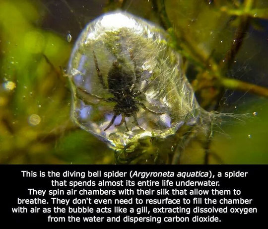Ever Hears About The Underwater Spider?