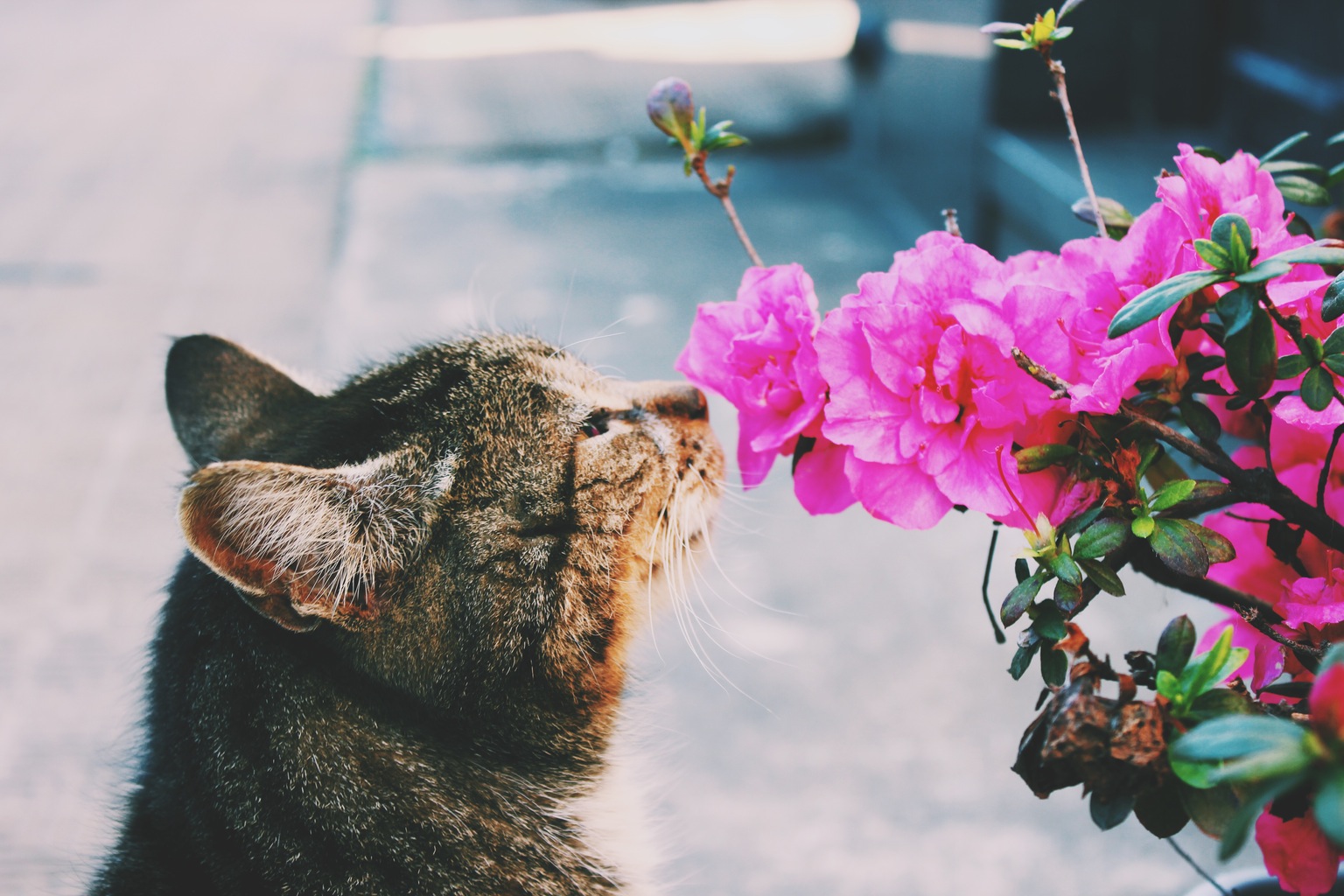 A cute picture of a cat I took smelling a flower in Buenes Aires, Argentina.