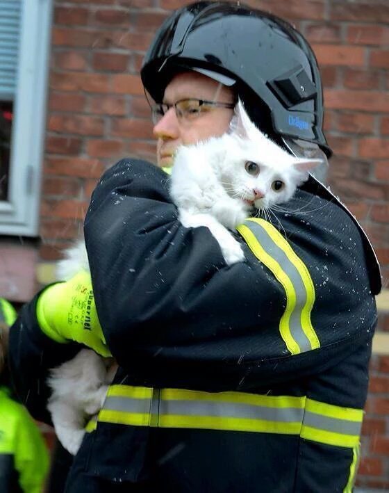 A fireman rescues a terrified kitty.