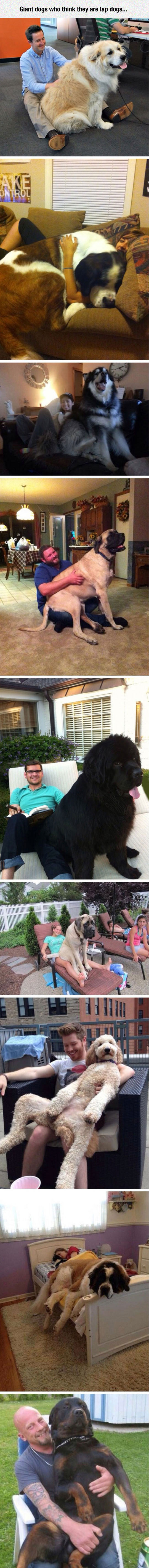 Dogs Who Believe They’re Still Puppies