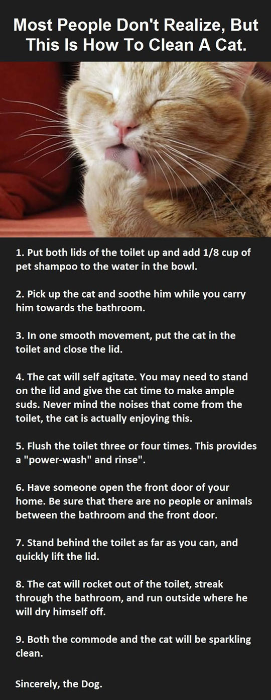 How To Clean Your Cat.