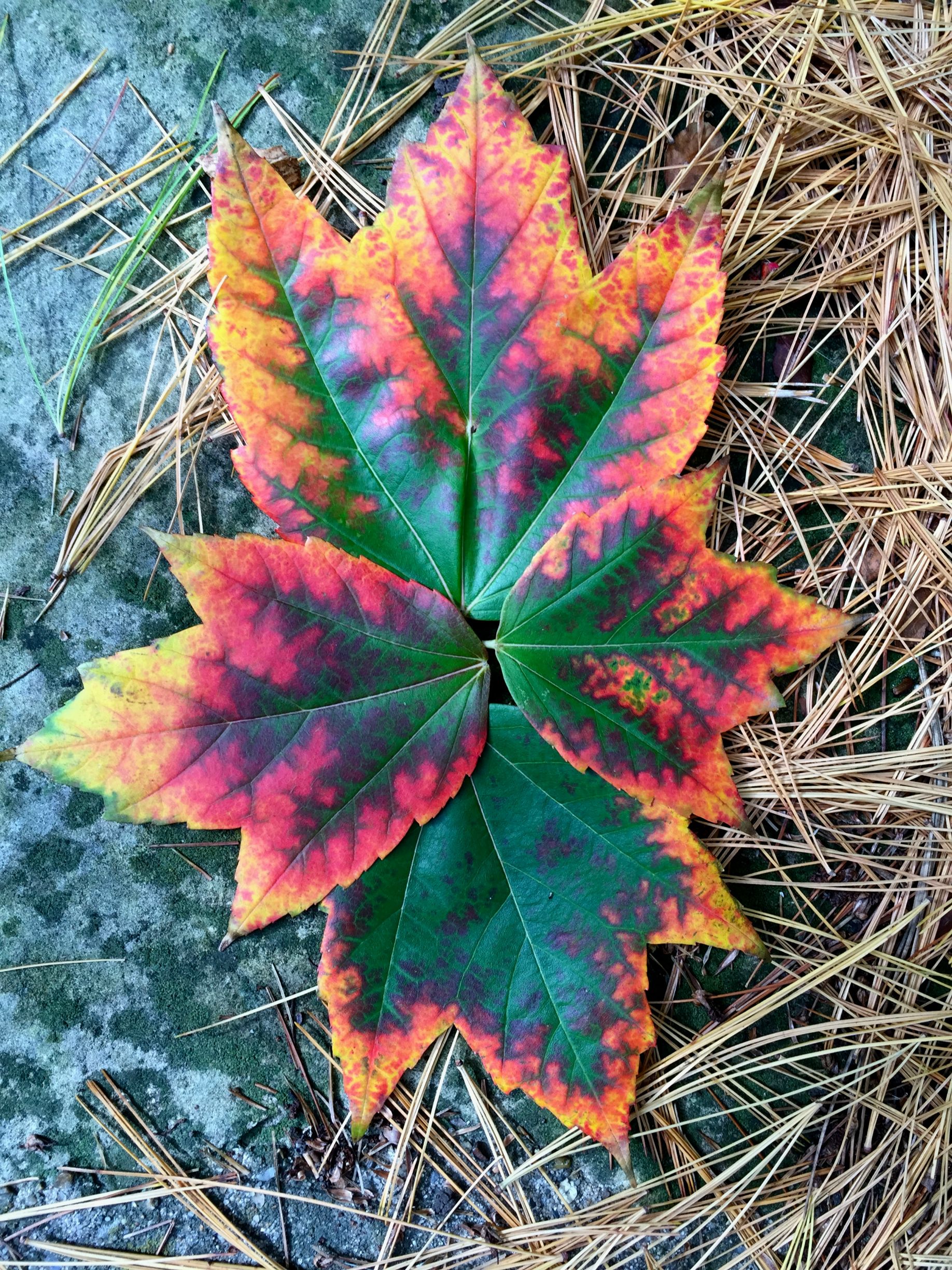 These leaves look like they are on fire