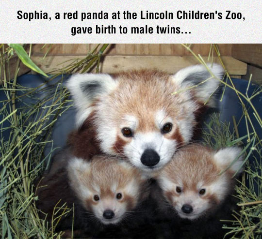 Red Panda Mom And Kids