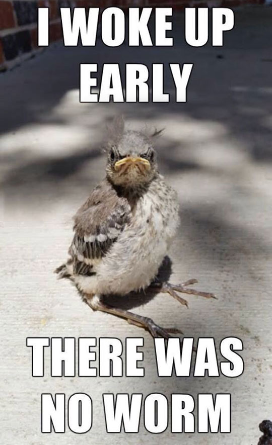 cool-angry-bird-no-worm