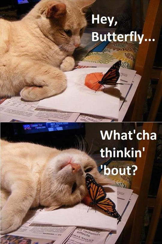 cool-cat-butterfly-flirting