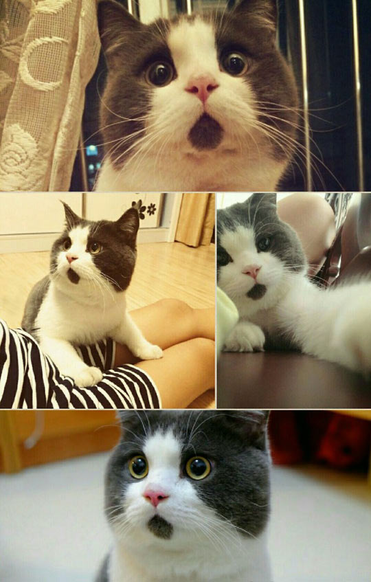 cool-cat-dark-hair-beneath-mouth