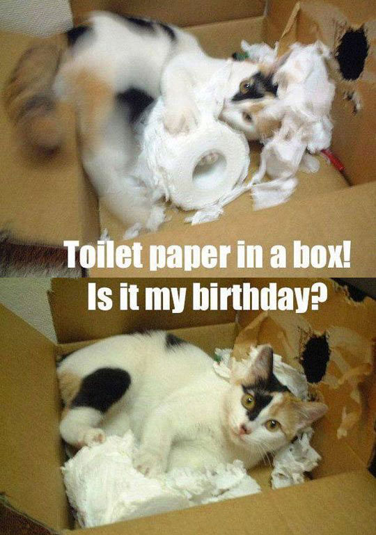 cool-cat-playing-toilet-paper-box