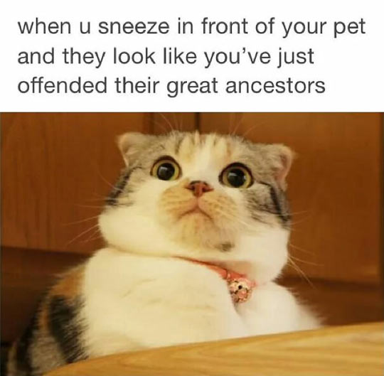 How Animals React When You Sneeze