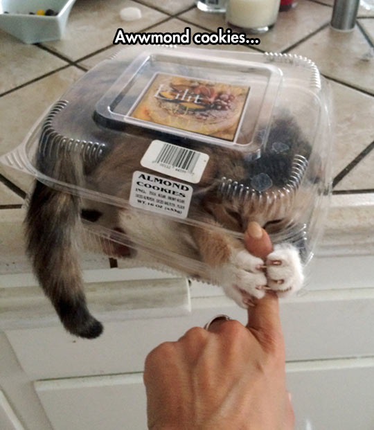 cool-cookie-box-cat-trapped