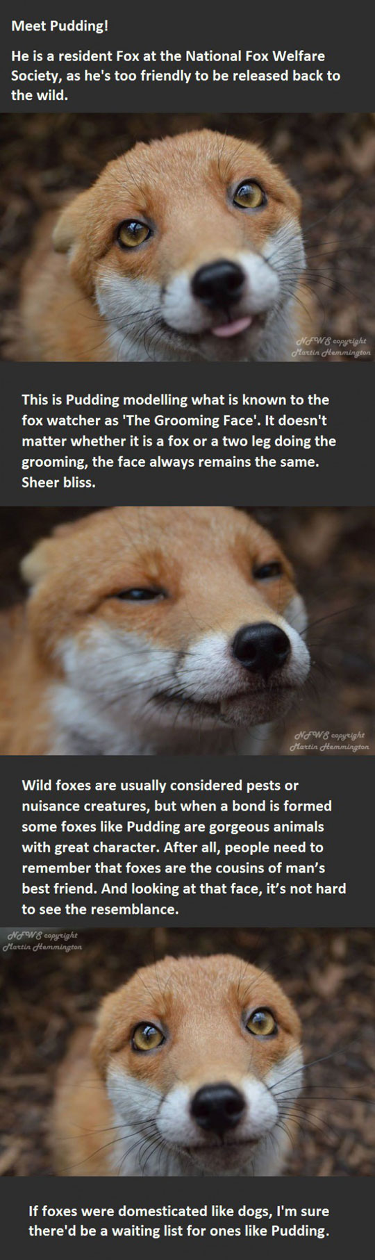 Foxes Are Just Misunderstood Creatures