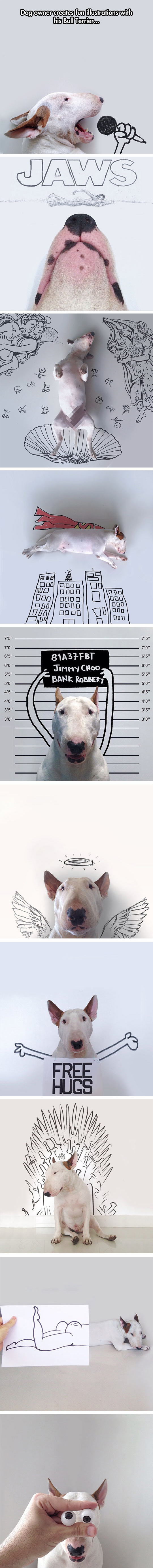 The Fascinating Life Of A Bull Terrier