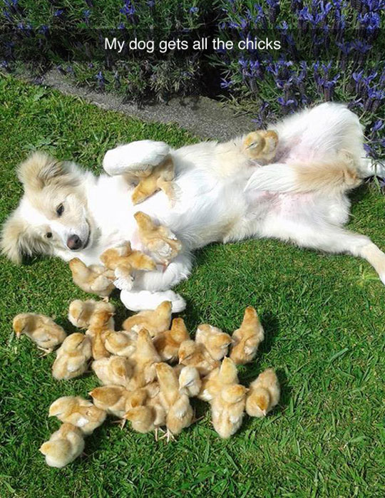 cool-dog-playing-chicks-yard