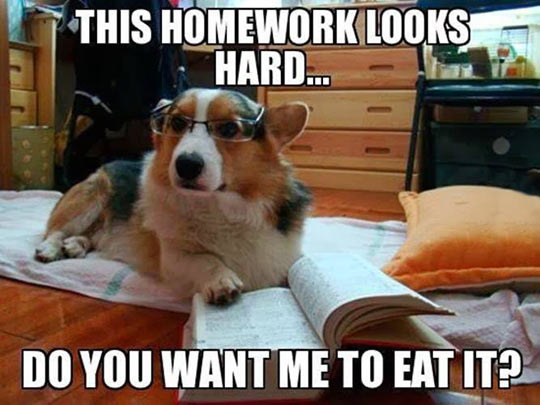 cool-dog-reading-glasses-homework