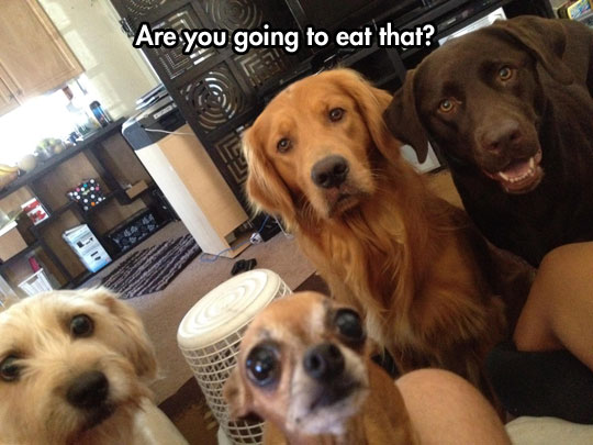 cool-dogs-looking-waiting