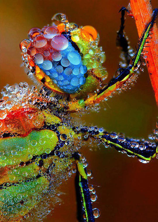 Dragonfly Coated In Morning Dew