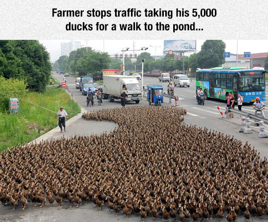 Taking His Ducks For A Walk