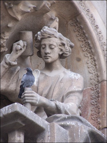 foolish pigeon